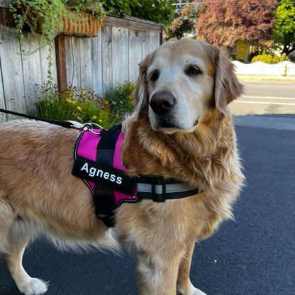 Pawstoclaws Customizable Reflective Adjustable No-Pull Dog Harness